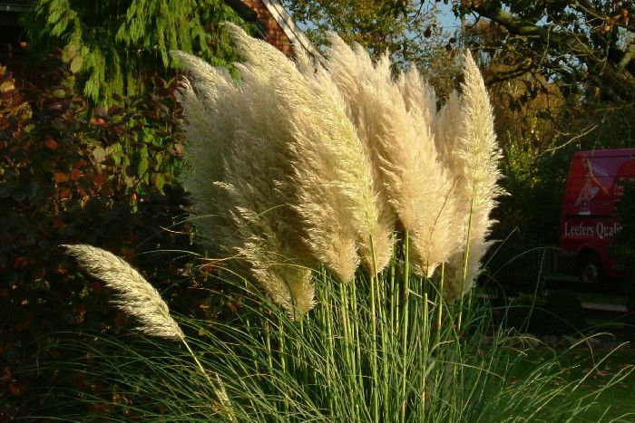 Hohes Ziergras im Garten